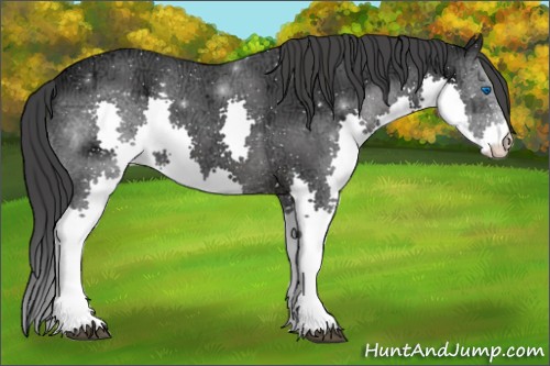 Horse Color:Black Ice Splash