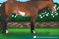 Horse Color:Bay Frame Rabicano 