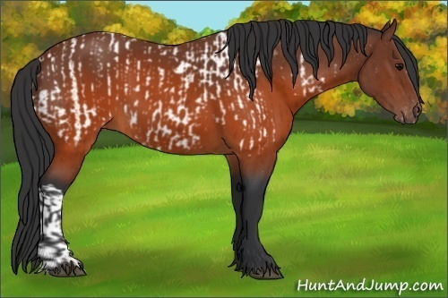 Horse Color:Brown Appaloosa  and Brown 