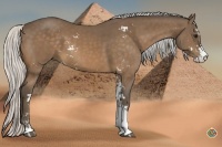 Horse Color:Silver Buckskin Sabino 