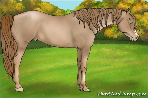 Horse Color:Liver Chestnut Pearl