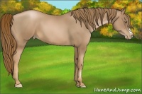 Horse Color:Liver Chestnut Pearl