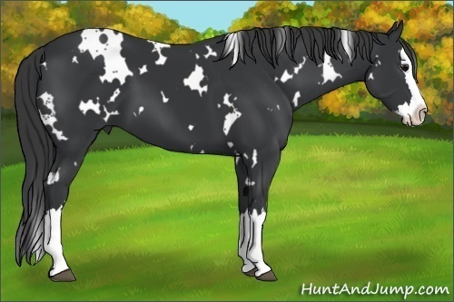 Horse Color:White Spotted Black Splash