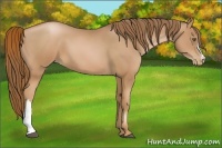 Horse Color:Liver Chestnut Pearl