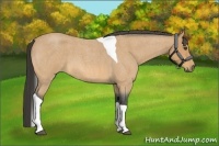 Horse Color:Buckskin Roan Tobiano 