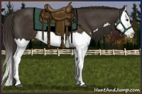 Horse Color:Liver Chestnut Splash 