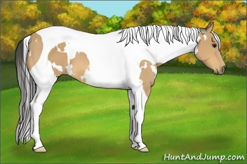 Horse Color:White Spotted Buckskin Tobiano Frame