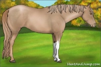 Horse Color:Liver Chestnut Pearl 