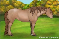 Horse Color:Bay Pearl 
