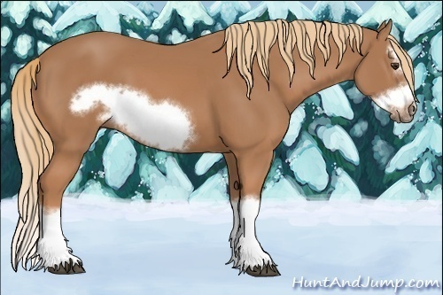 Horse Color:Chestnut Splash Frame