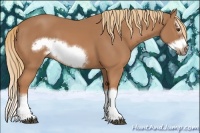 Horse Color:Chestnut Splash Frame