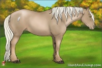 Horse Color:Liver Chestnut Pearl 