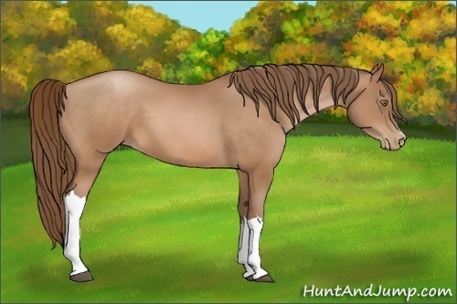 Horse Color:Brown Pearl