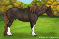 Horse Color:Midnight Bay Pearl 