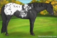 Horse Color:Black Appaloosa Rabicano