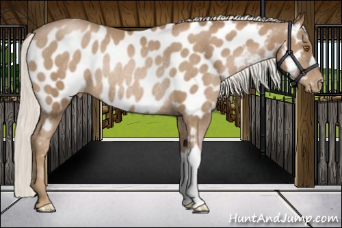 Horse Color:Silver Black Pearl Appaloosa Rabicano