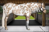 Horse Color:Silver Black Pearl Appaloosa Rabicano 