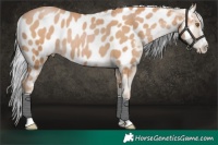 Horse Color:Silver Black Pearl Appaloosa Rabicano 