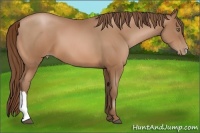 Horse Color:Bay Pearl