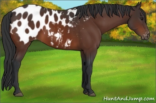 Horse Color:Bay Appaloosa