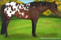 Horse Color:Bay Appaloosa 