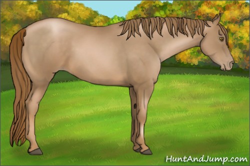 Horse Color:Liver Chestnut Pearl 