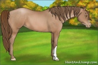 Horse Color:Brown Pearl 