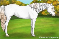 Horse Color:Gold Champagne Sabino Rabicano