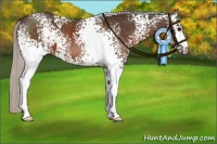 Horse Color:White Spotted Silver Brown