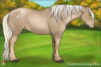 Horse Color:Liver Chestnut Pearl 