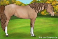Horse Color:Bay Pearl 