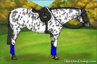 Horse Color:Blue Roan Appaloosa 