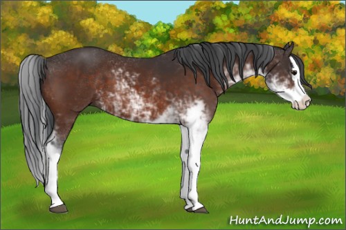 Horse Color:Brown Sabino Splash