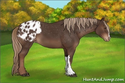 Horse Color:Liver Chestnut Varnish 