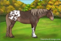 Horse Color:Liver Chestnut Varnish 
