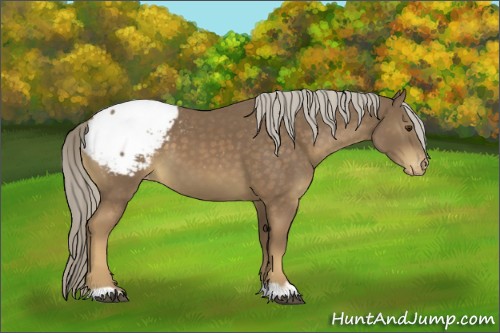 Horse Color:Chocolate Palomino Appaloosa 