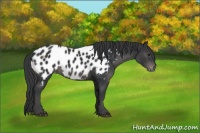 Horse Color:Black Appaloosa 