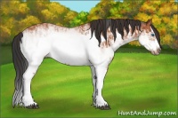 Horse Color:White Spotted Bay Splash Frame and White Spotted Bay Splash Frame
