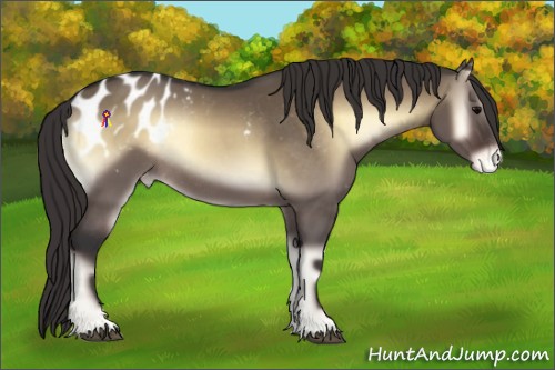 Horse Color:Brown Onyx Blanket Rabicano 