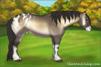 Horse Color:Brown Onyx Blanket Rabicano 
