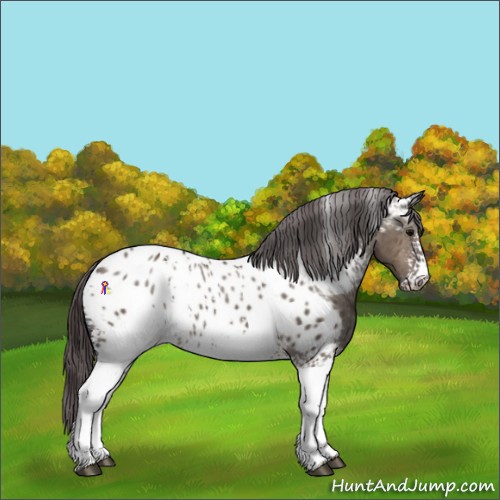 Horse Color:White Spotted Brown Dun Appaloosa Rabicano 