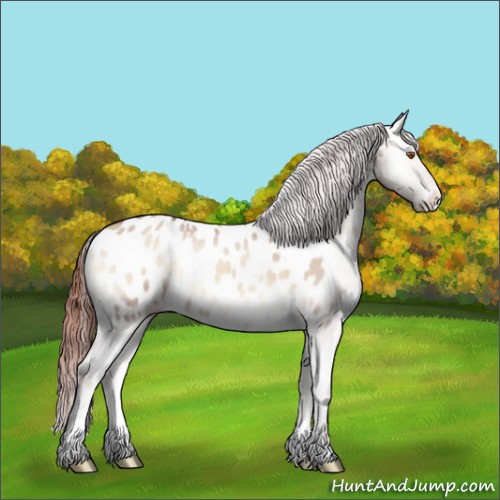 Horse Color:Sable Champagne Onyx Sabino Appaloosa 