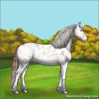 Horse Color:Sable Champagne Onyx Sabino Appaloosa 