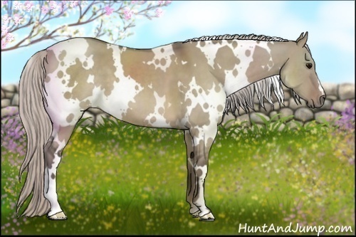 Horse Color:White Spotted Silver Grullo 