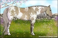 Horse Color:White Spotted Silver Grullo