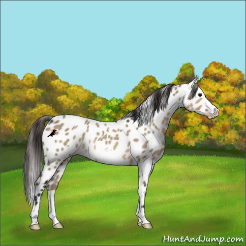 Horse Color:Brown Dun Frame Appaloosa Rabicano 
