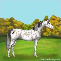 Horse Color:Brown Dun Frame Appaloosa Rabicano