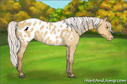 Horse Color:Silver Buckskin Dun Appaloosa 
