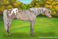 Horse Color:Silver Grullo Appaloosa 