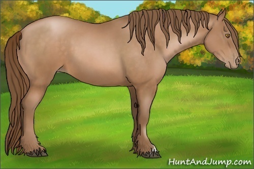 Horse Color:Unknown 